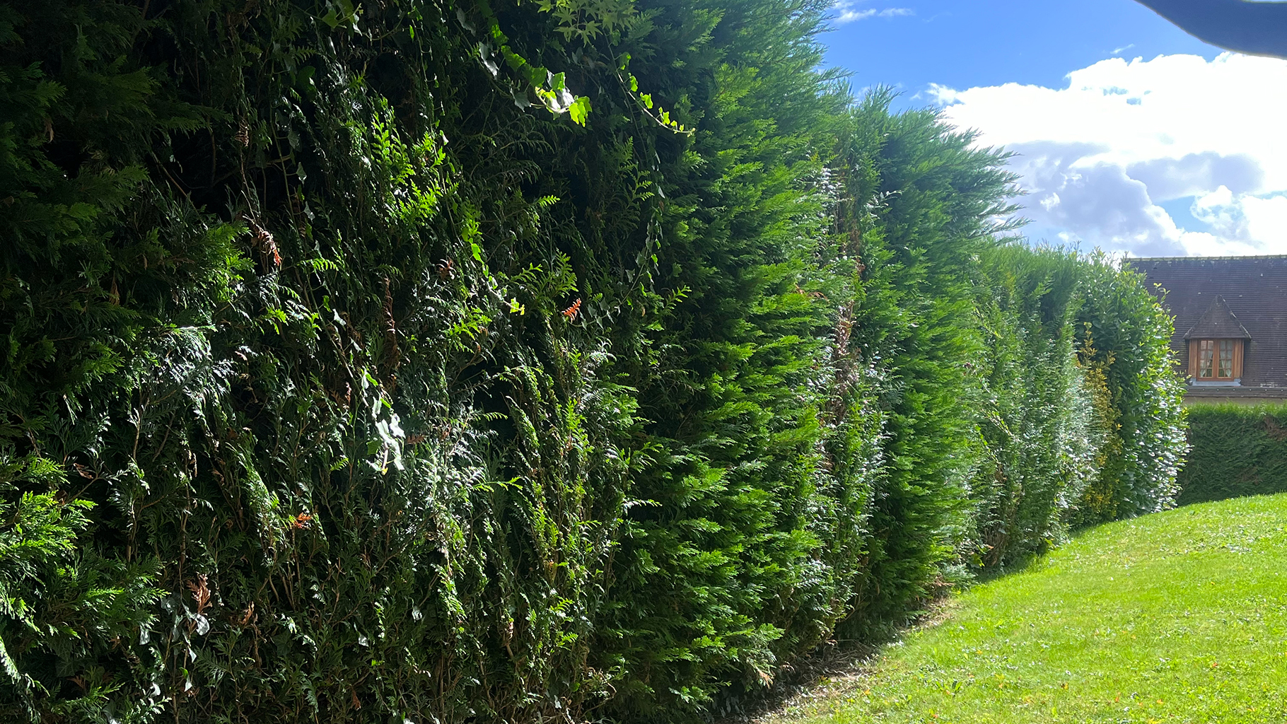 Jardin avant entretien